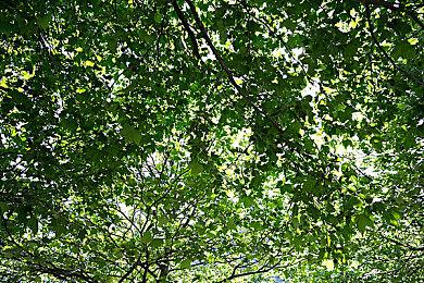 《信长之野望：新生》介绍动画“知行” 7月21日发售