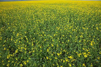 由字符画缔造的独特游戏《石头纪》7月27日正式发售